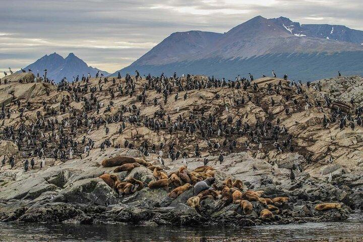 Navigation to the Penguins island - USHUAIA - Beagle Channel