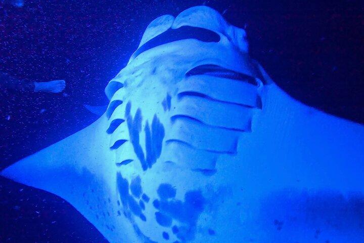 Big Island Manta Ray Night Snorkel
