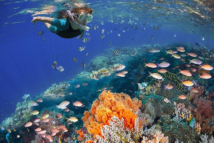 Speed Boat with Snorkeling Adventure of Cancun
