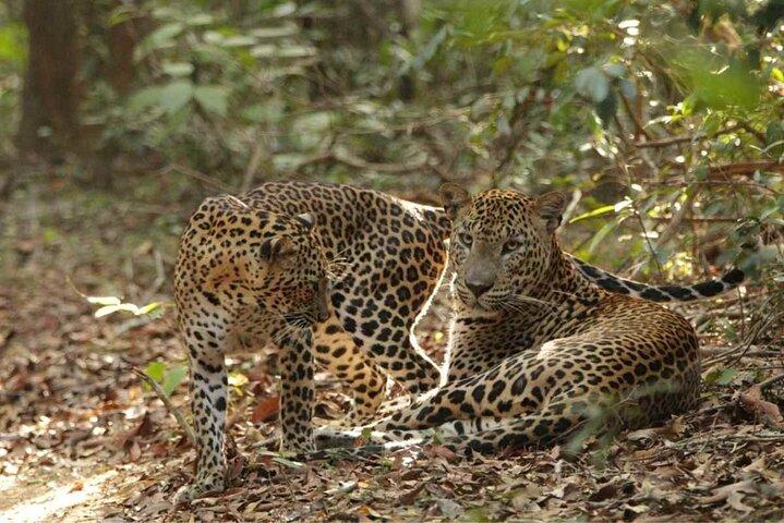 Yala National Park Safari - Half day and Full day
