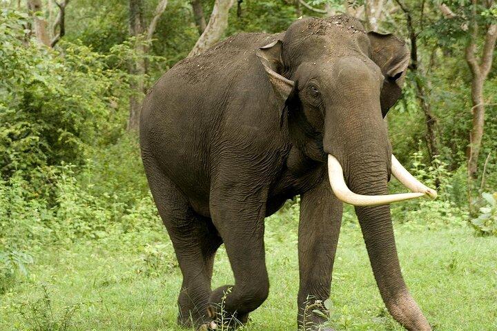 Yala National Park Safari - Half day and Full day