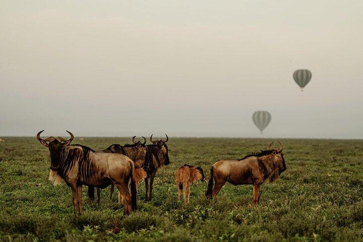 3 days Best Tarangire ,Lake Manyara and Ngorongoro Crater Safari