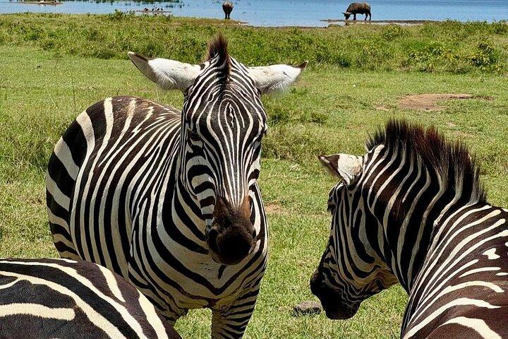 7 Days Amboseli-Lake Naivasha-Lake Nakuru & Masai Mara