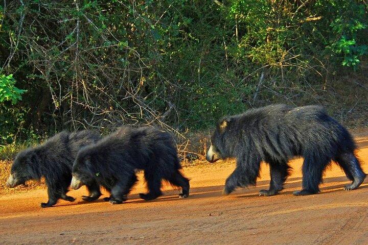 Yala National Park Safari - Half day and Full day