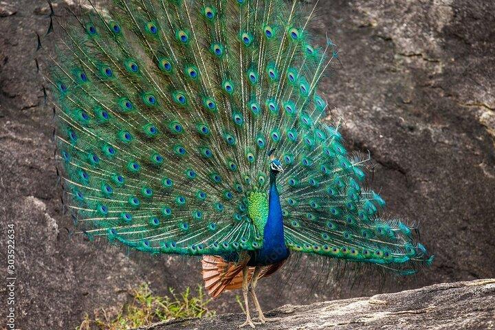Yala National Park Safari - Half day and Full day