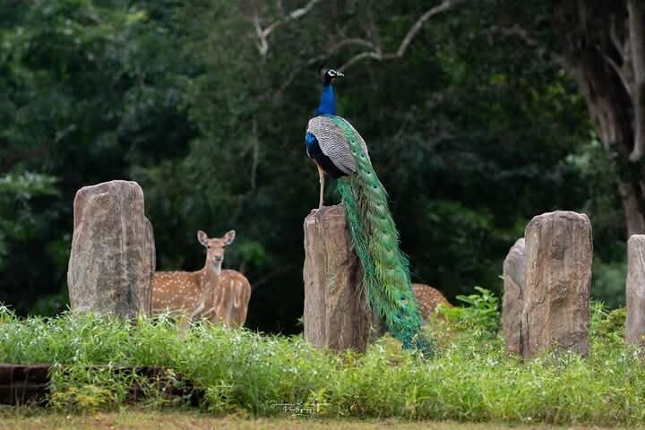 Private Transfer from Mirissa, Weligama to Ella Udawalawa Safari