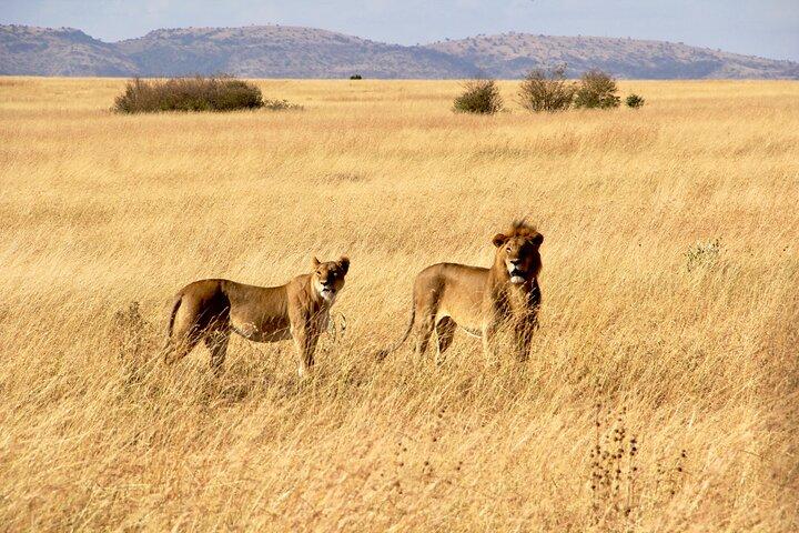 5 Day Private Masai Mara National Reserve Safari Tour