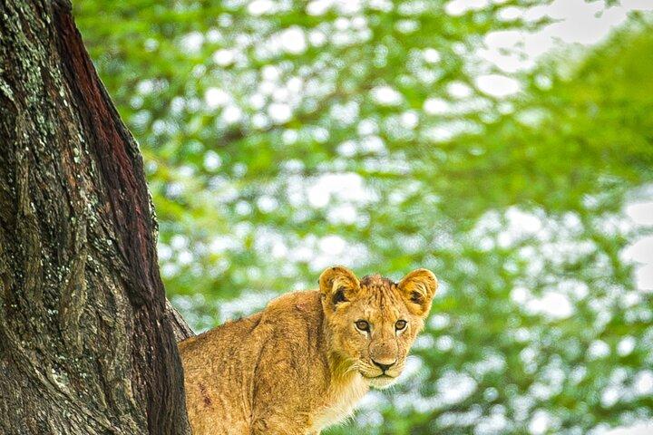 3 Days Private Budget Lodge Safari