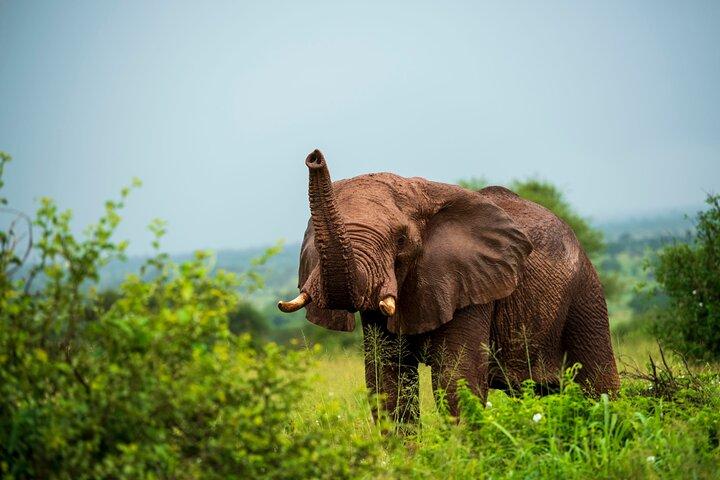 3 Days Private Budget Lodge Safari
