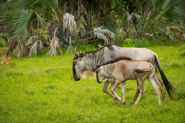 4 Days Private Budget Camping Tour