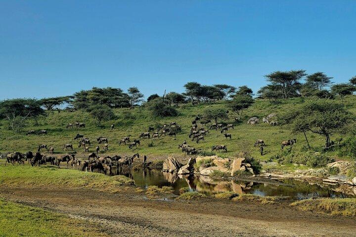 Tanzania Classic Safari Tour