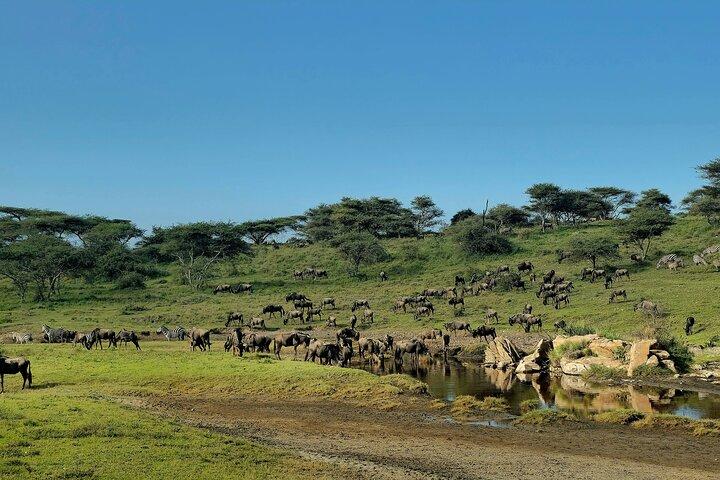 Tanzania Classic Safari Tour
