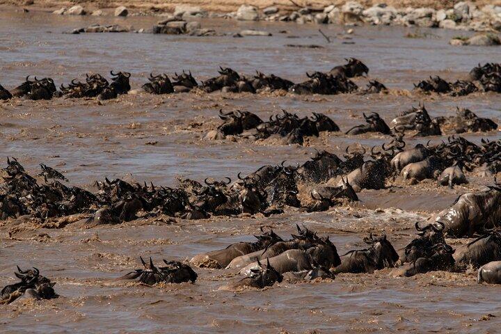Tanzania Classic Safari Tour