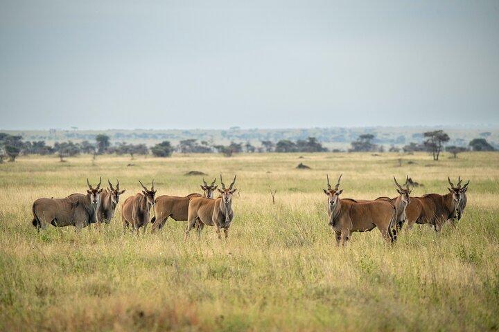 Tanzania Classic Safari Tour