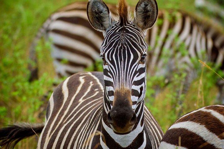 5-Days Private Budget Camping Safari