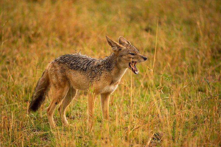 5-Day Budget Camping Private tour with 2 nights in Serengeti