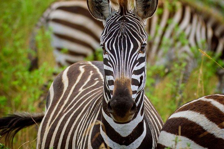 5-Day Budget Camping Private tour with 2 nights in Serengeti