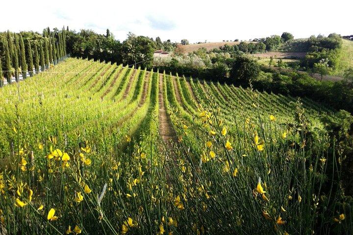 Tuscan Wine & Bruschetta Tasting for Families in San Gimignano