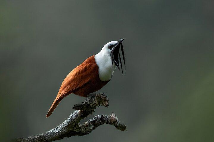 Monteverde Full Day Birding Expedition with FREE BINOCULARS