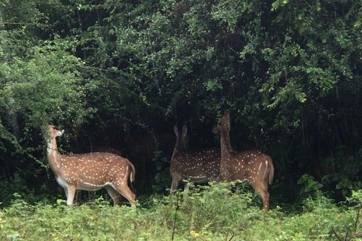 Udawalawe National Park Private Safari Tour