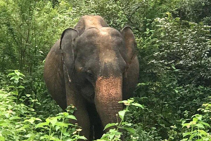 Udawalawe National Park Private Safari Tour