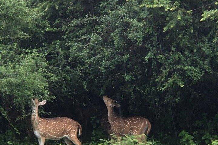 Udawalawe National Park Private Safari Tour