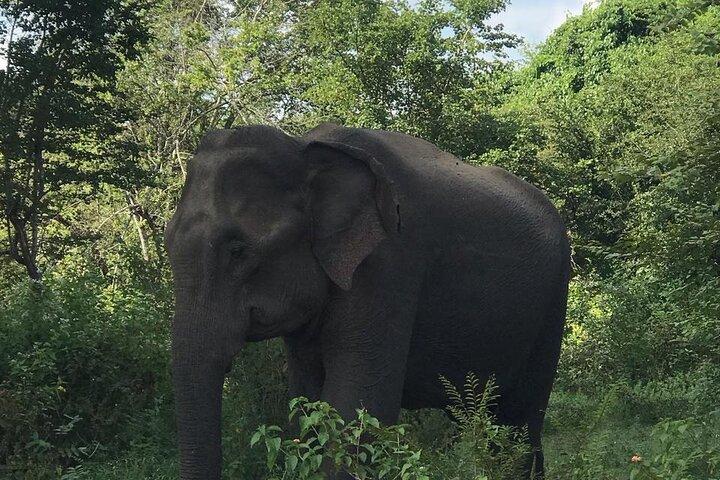 Udawalawe National Park Private Safari Tour