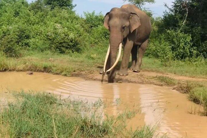 Udawalawe National Park Private Safari Tour