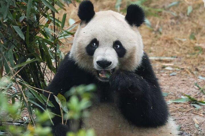 Ticket reservation for Chengdu Giant Panda Breeding Base