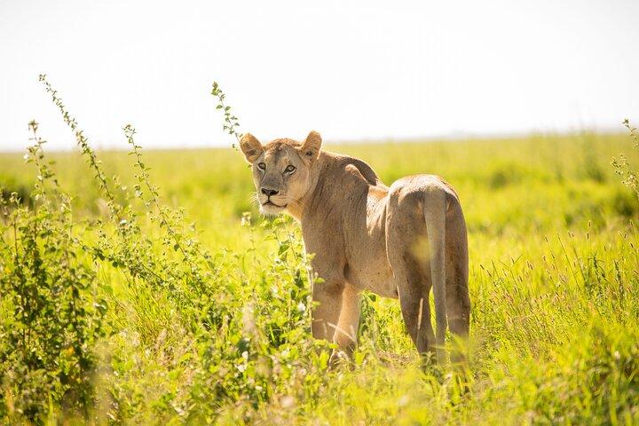 Arusha National Park Game Drive And Walking Tour Private Day Trip
