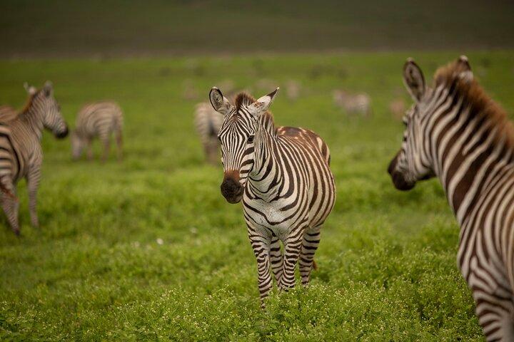 Arusha National Park Game Drive And Walking Tour Private Day Trip