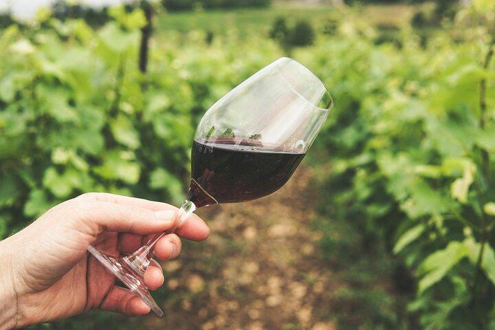 Kefalonian Robola Wine Harvest Experience