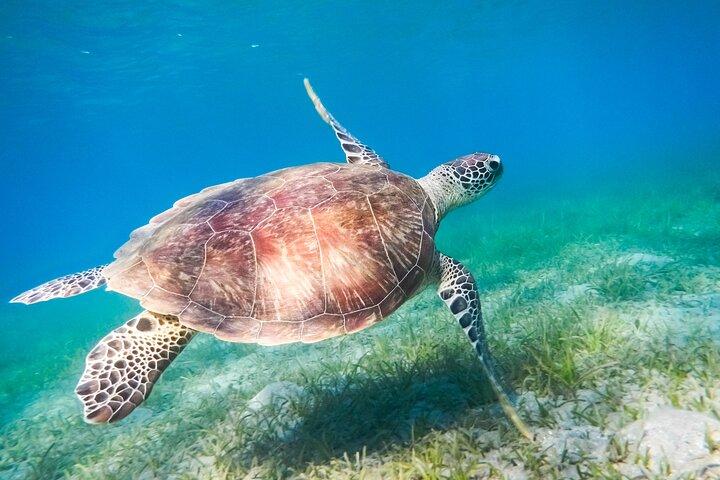 Cancun: Sea turtles and Cenote Tour With Pick Up from your Hotel