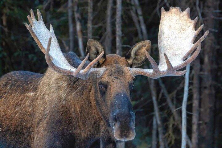 Wildlife Conservation Center & Portage Valley Glaciers