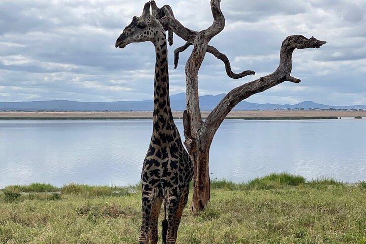 5-Day Private Safari in Northern Tanzania, Departure from Arusha