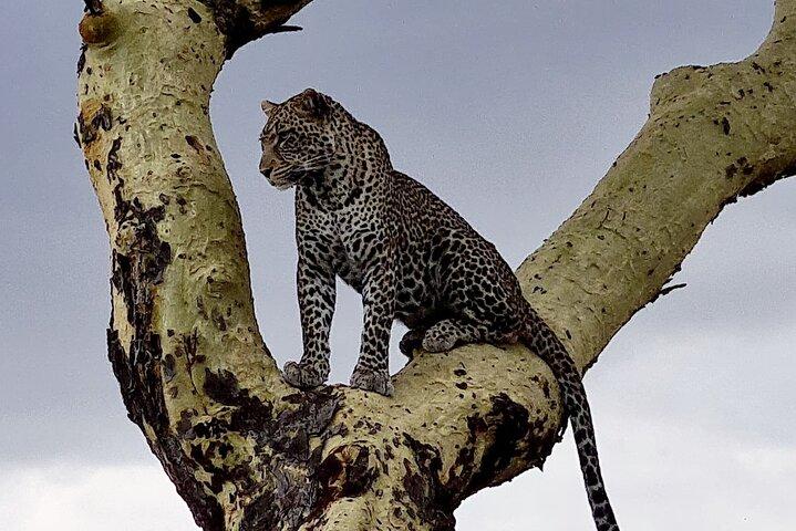 5-Day Private Safari in Northern Tanzania, Departure from Arusha