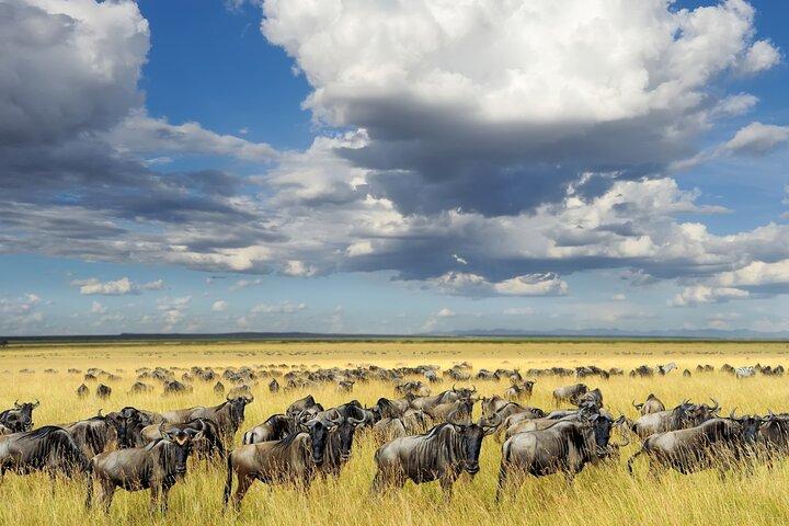 Arusha Lake Manyara Private 5-Day Tour
