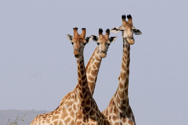 Arusha Lake Manyara Private 5-Day Tour