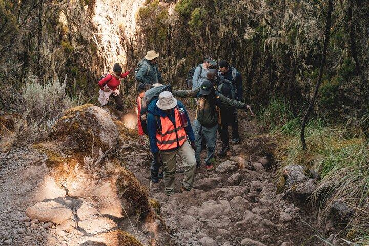 8 Days MT Kilimanjaro Private Hiking VIA Lemosho Route