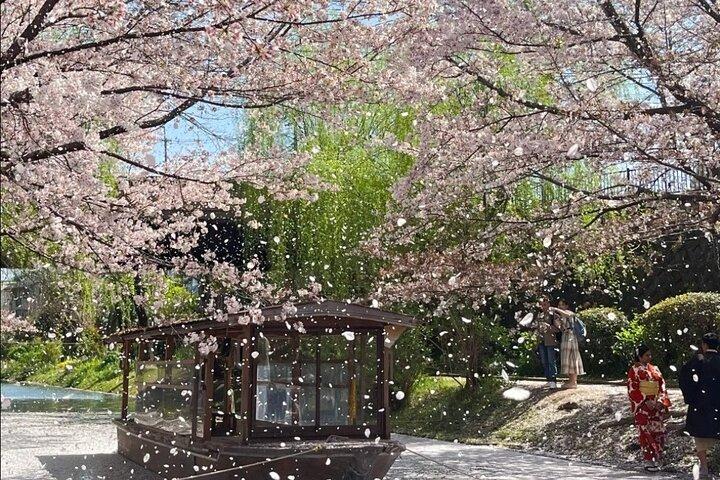 Kyoto City Cherry Blossom Private Sightseeing Tour