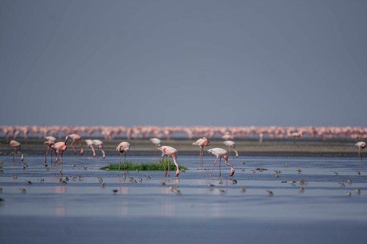 3-Day Safari Adventure to Mount Ol Doinyo Lengai and Lake Natron