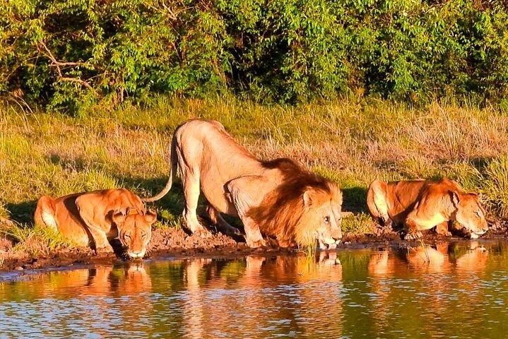 4 Days 3 Nights Lake Naivasha and Masai Mara Safari