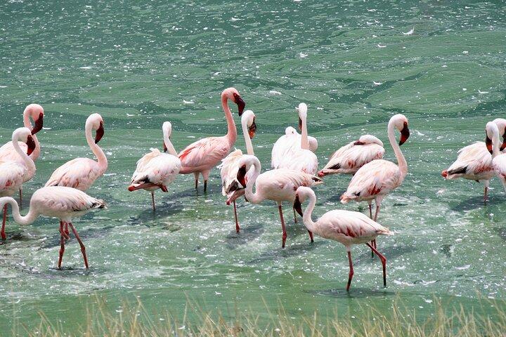 Walking Safari, Canoe & Game Drive – Arusha National Park