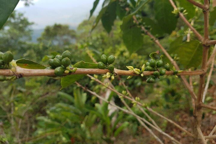3 Levels of Huatulco the coffee you've been looking for
