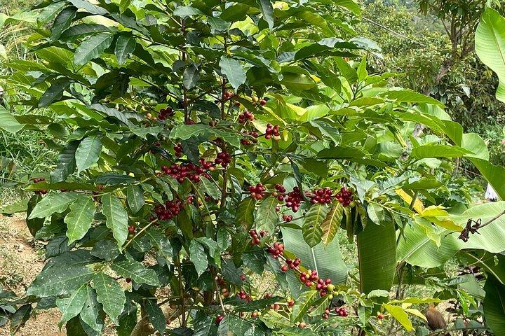 3 Levels of Huatulco the coffee you've been looking for