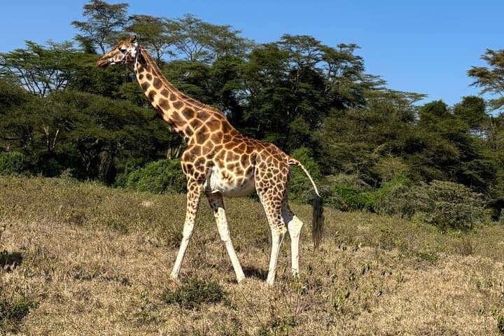 4 Days Group Joining Maasai Mara & Lake Nakuru Parks with Jeep