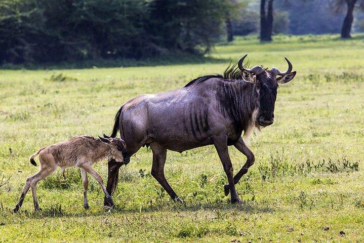 5-Day Private Luxury Ndutu Calving Season – Wildebeest Migration