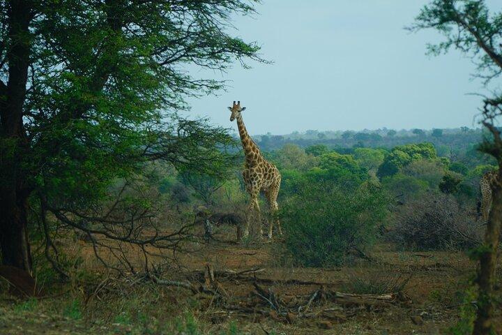 Full Day Kruger Safari from Maputo Open Backed Safari Vehicle