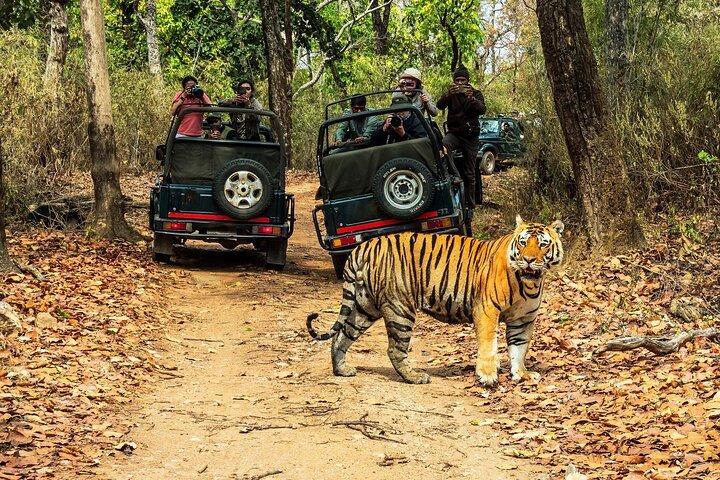 Chitwan Jungle Safari 2/3/4 Day Tour from Kathmandu/Pokhara