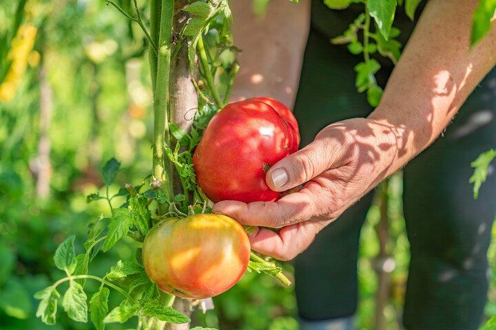 Hands-On Pizza Making Class & Farmhouse Tour with Sea Views